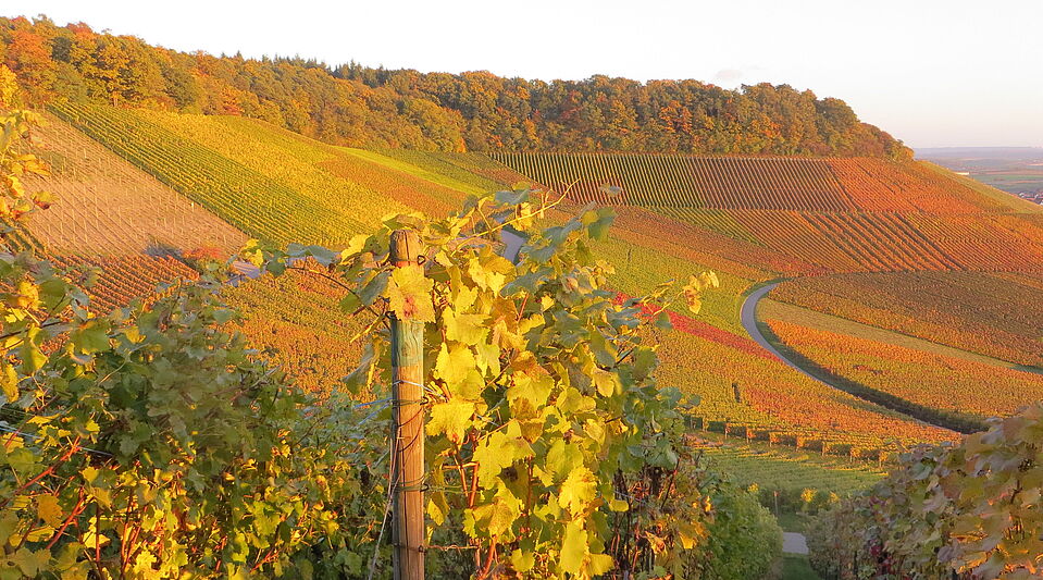 Willkommensbild ADFC Wiesloch/Walldorf Willkommen bei der ADFC Wiesloch/Walldorf