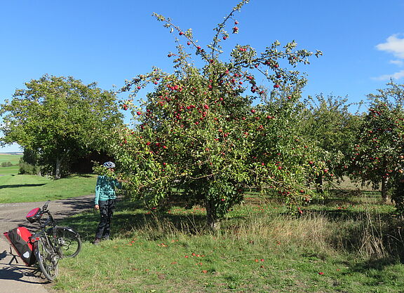 Radlerin pflückt Apfel von einem Apfelbaum